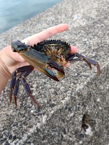 イシガニの釣果