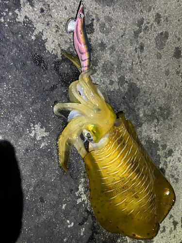 アオリイカの釣果