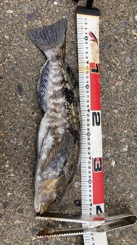 アイナメの釣果