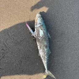 サバ
