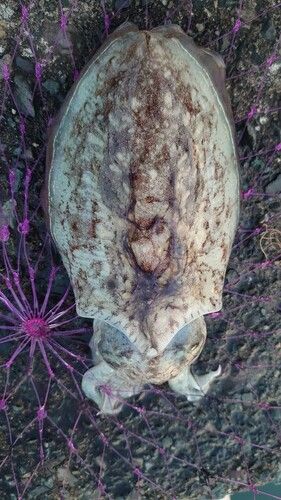 コウイカの釣果