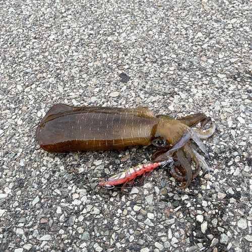 アオリイカの釣果