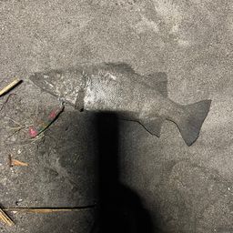 セイゴ（ヒラスズキ）