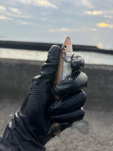 キスの釣果
