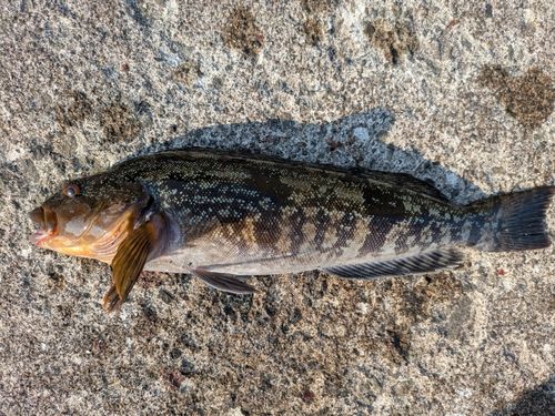 アイナメの釣果