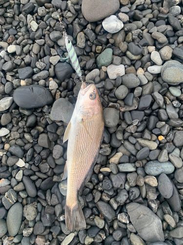 イシモチの釣果