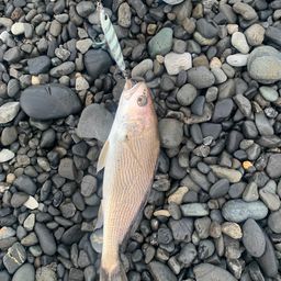 イシモチ
