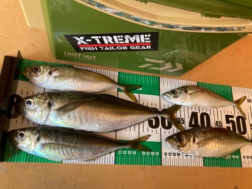アジの釣果