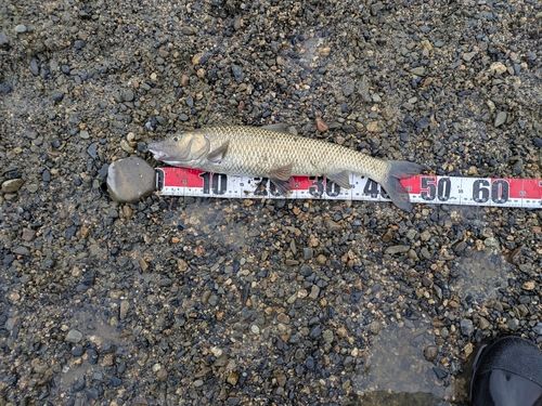 ニゴイの釣果