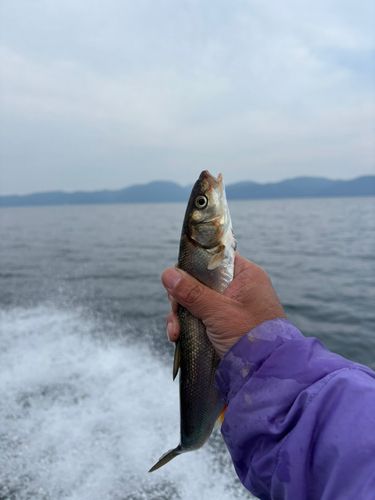 ウグイの釣果