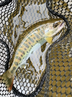 ヤマメの釣果