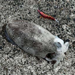 モンゴウイカ