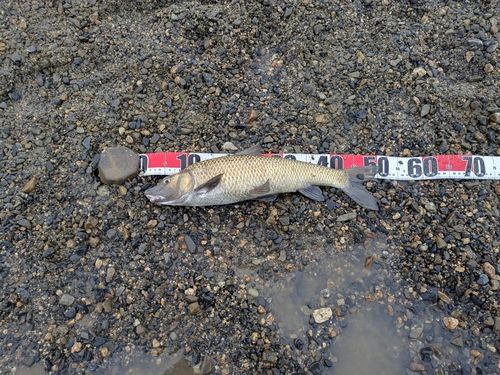 ニゴイの釣果
