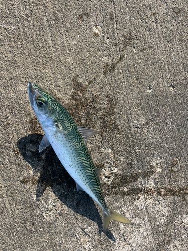 サバの釣果