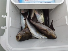 イサキの釣果