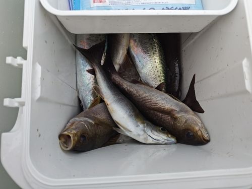 イサキの釣果