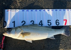 シーバスの釣果