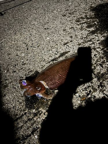イカの釣果