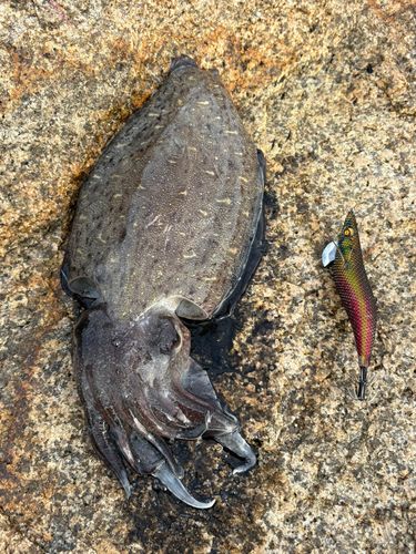 コウイカの釣果