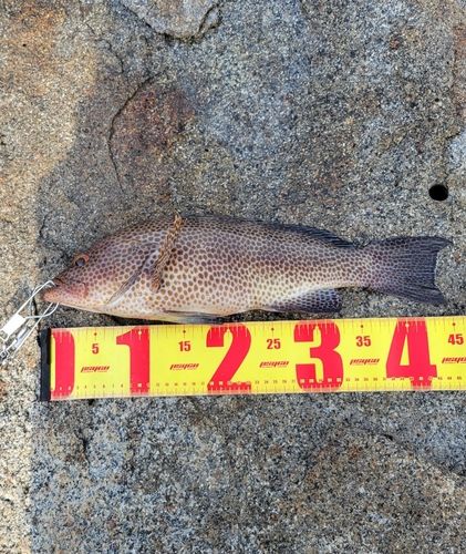 オオモンハタの釣果