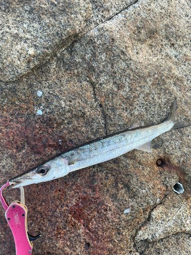 タイワンカマスの釣果