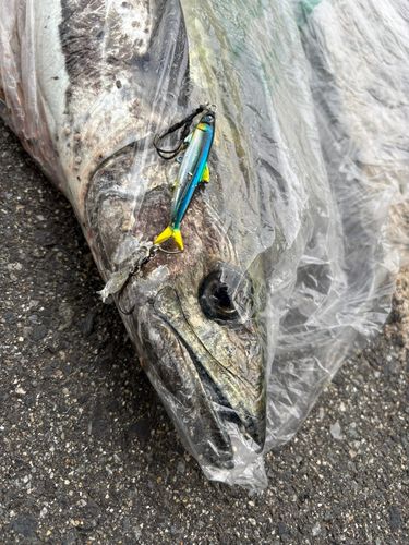 サワラの釣果