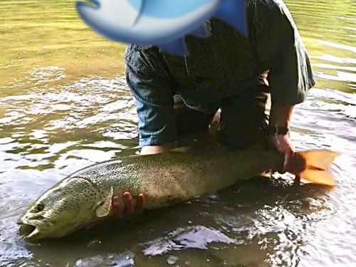 イトウの釣果