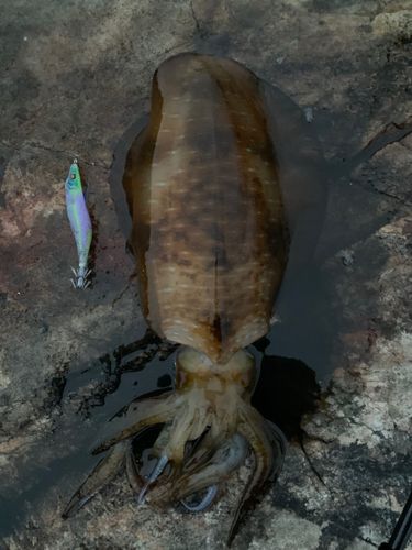 アオリイカの釣果