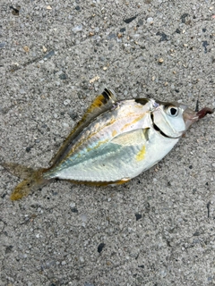 ヒイラギの釣果