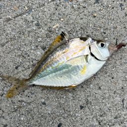 ヒイラギ