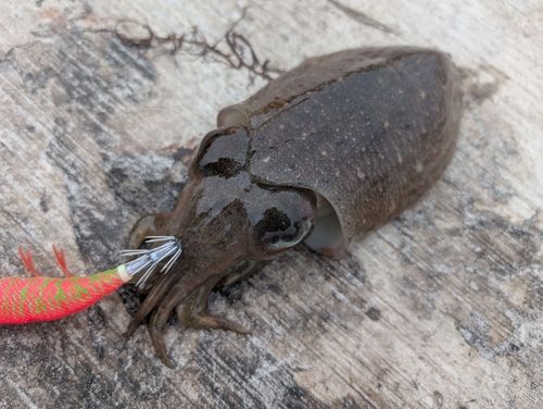 コウイカの釣果