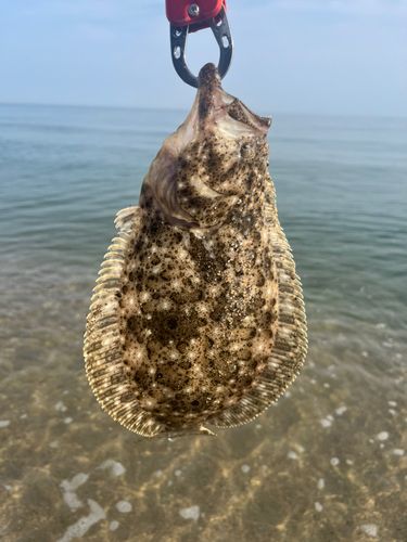 ソゲの釣果