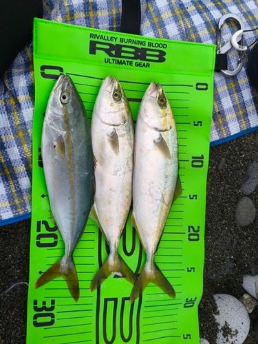 ワカシの釣果