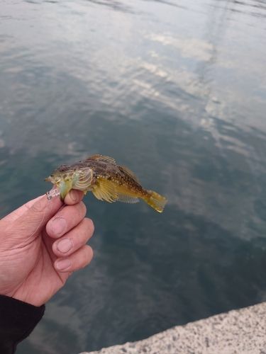 ハゼの釣果