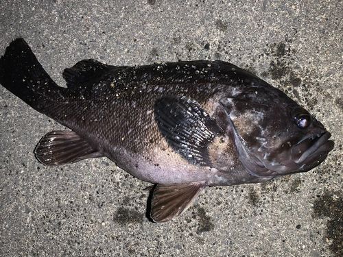 クロソイの釣果