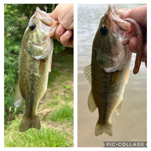 ブラックバスの釣果