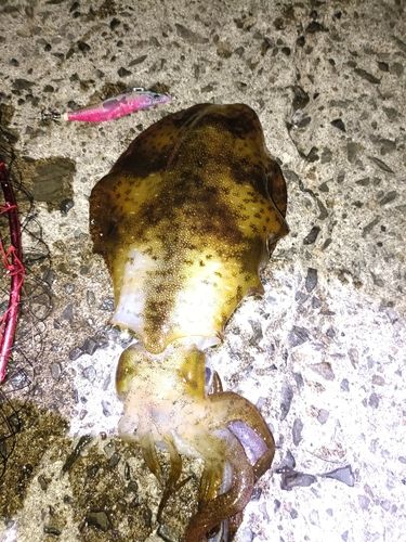 アオリイカの釣果