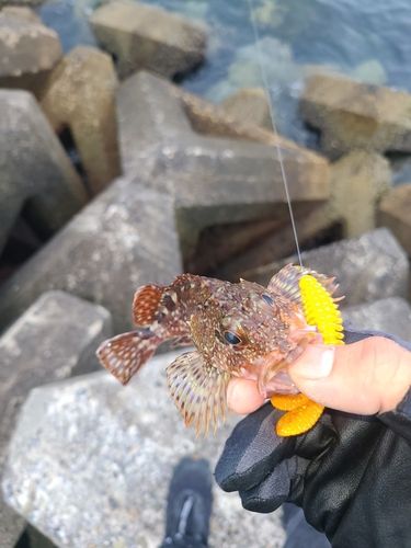 アラカブの釣果