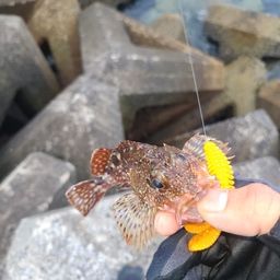 アラカブ