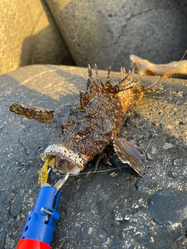オニオコゼの釣果