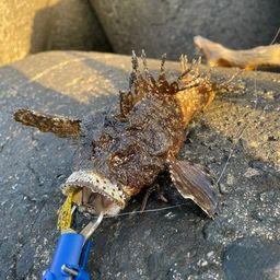 オニオコゼ