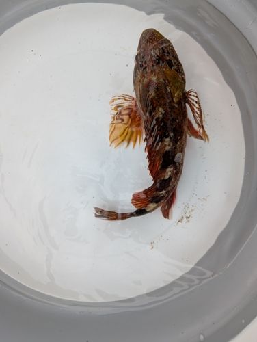 アラカブの釣果