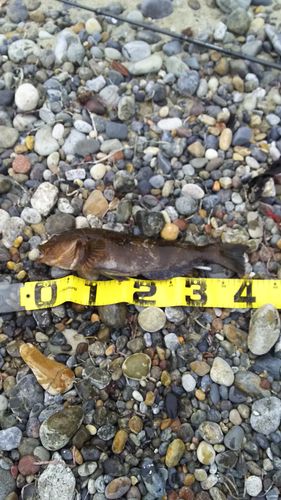 アイナメの釣果