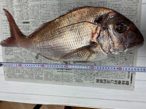 タイの釣果
