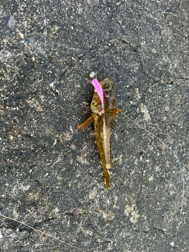 アナハゼの釣果