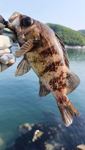 メバルの釣果