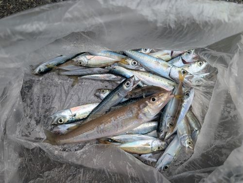 釣果