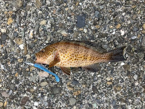 オオモンハタの釣果