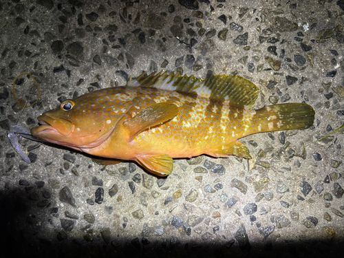 アコウ