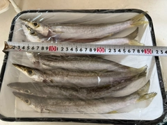 カマスの釣果